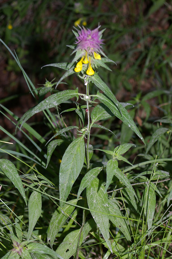 Melampyrum italicum